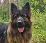 Owczarek Niemiecki do adopcji