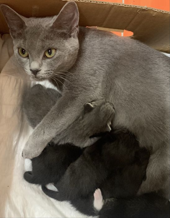 Trzy niebieskookie kocurki, na kolanka, do ciepłego domu z ogrodem.