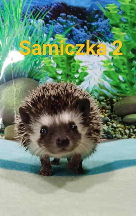 Jeż Pigmejski/Jeżyki‼️OSWOJONE i Łagodne‼️SAMICZKI - 2 MCE‼️Sklep Zool