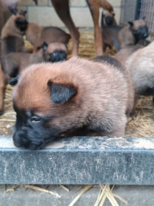 малінуа документи всі впорядку