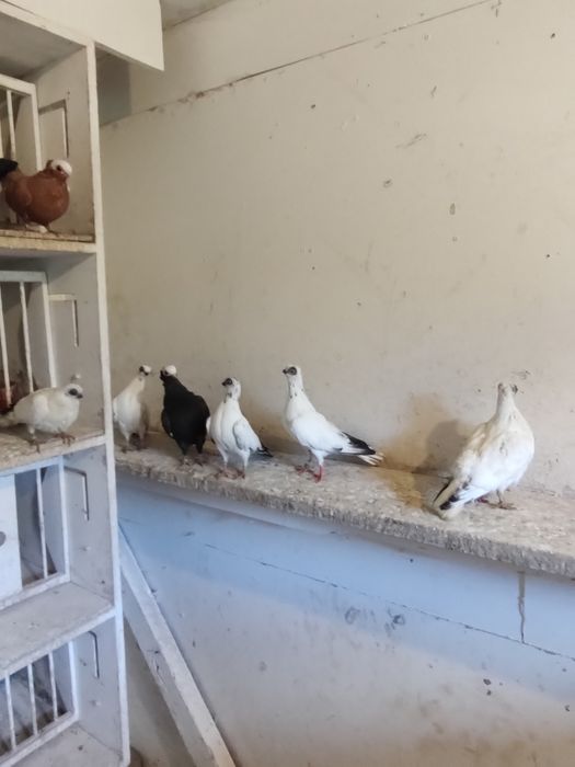 Gołębie ozdobne szeki końcate koroniate samce samice