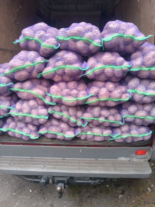 Прод товарну картоплю!
