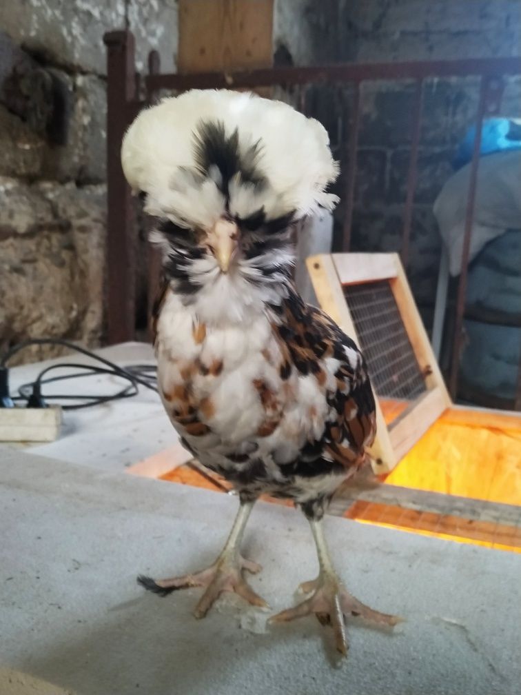 Jaja lęgowe kur ozdobnych
