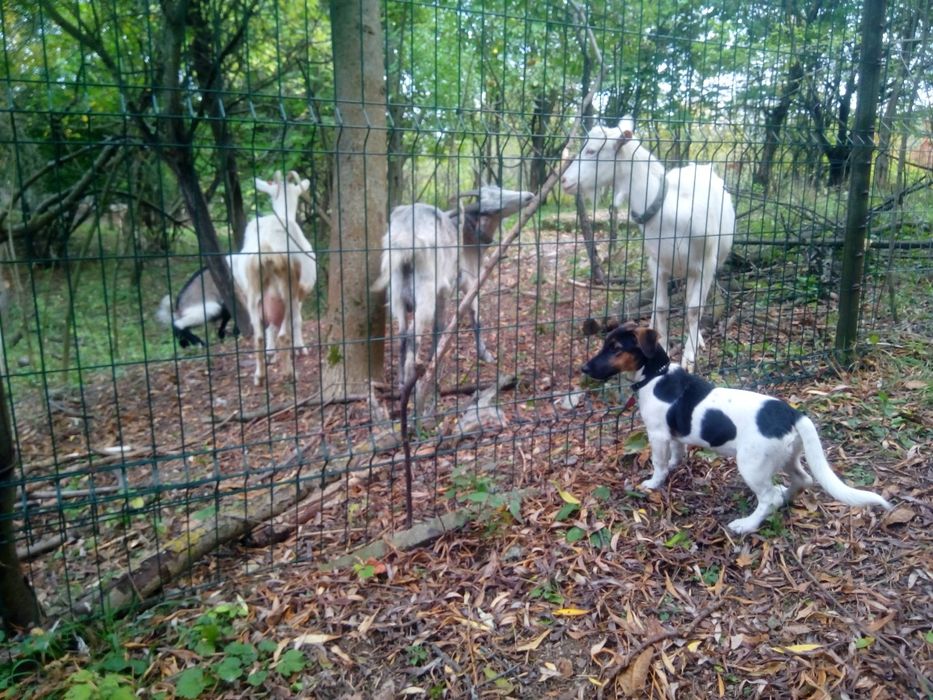 Продам козы (не дорого)