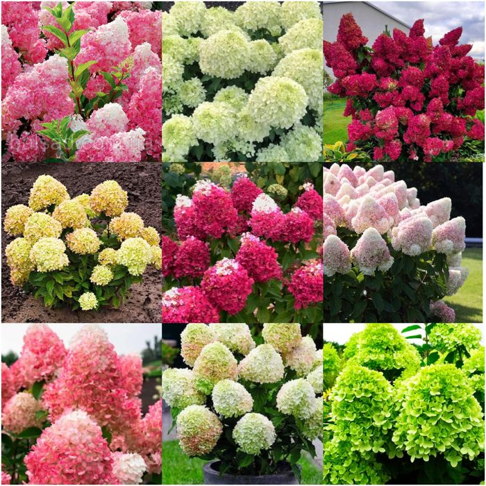 Гортензія,  молоді та дорослі кущі, великий вибір, гортензія на штамбі