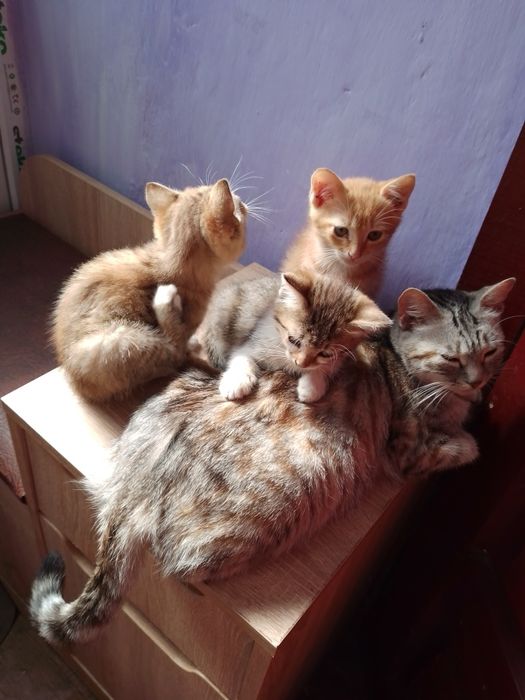 Віддам в добрі руки кошенят звичайної породи.кошенят в добрі руки