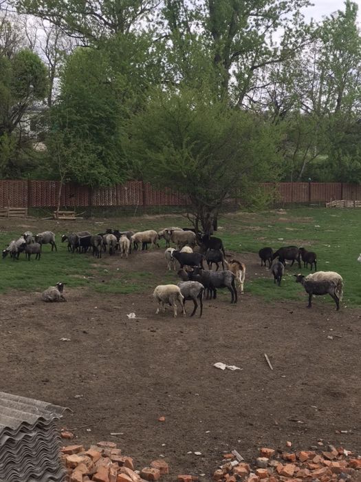 Продаж овець та свиней