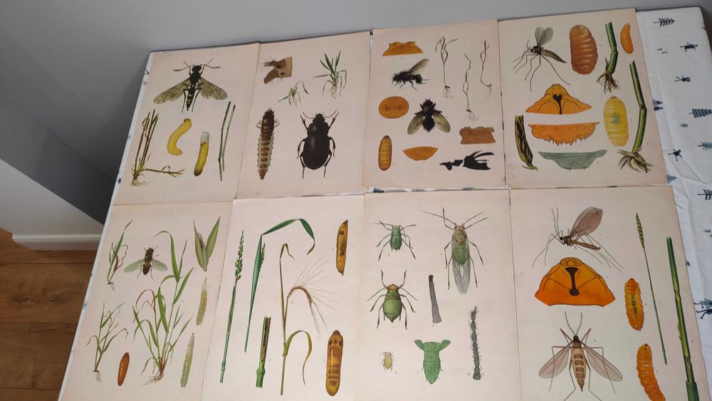 Obrazki ryciny botaniczne i entomologiczne rośliny owady