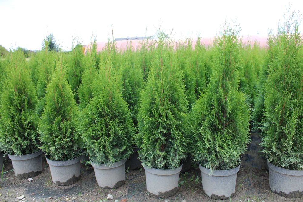 Tuja Szmaragd 120cm-140, doniczka 7,5/10l