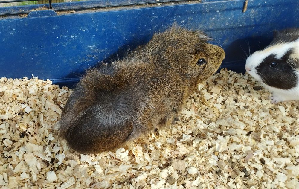 Świnki morskie (samce i samiczki)