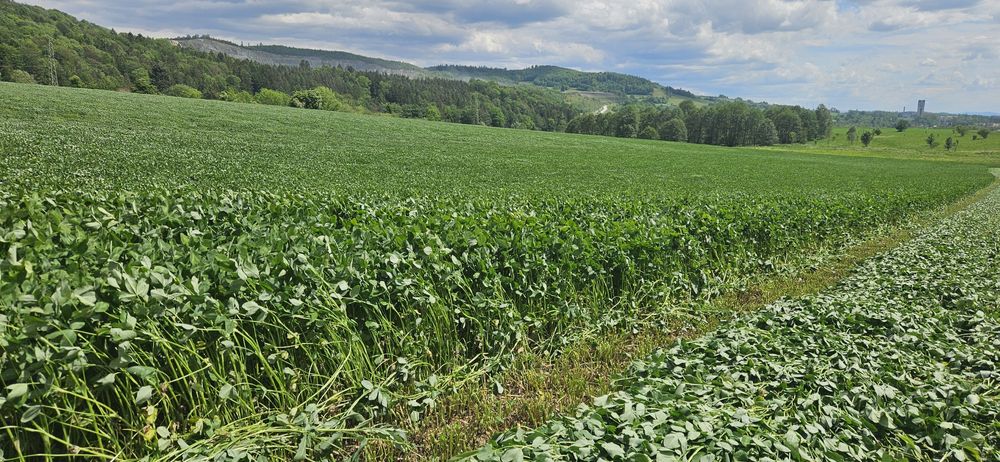 Sianokiszonka 2025, TRANSPORT, bele 130