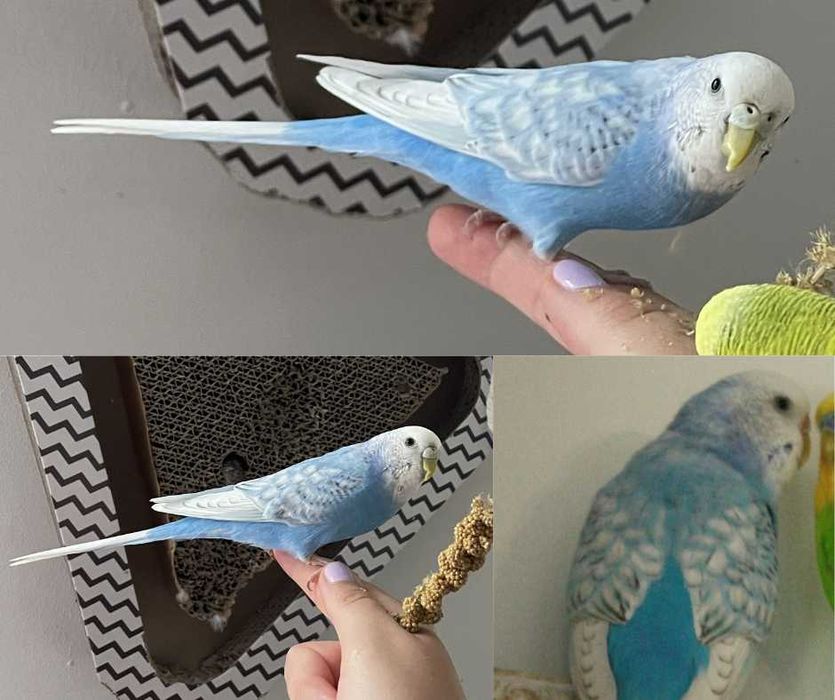 ZAGINĘŁA papuga falista Kraków ul. Wrocławska