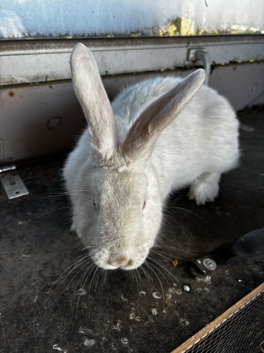 samica krolika mieszanca