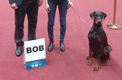 Samiec dobermana po Championie z bardzo dobrym rodowodem ZKwP (FCI)