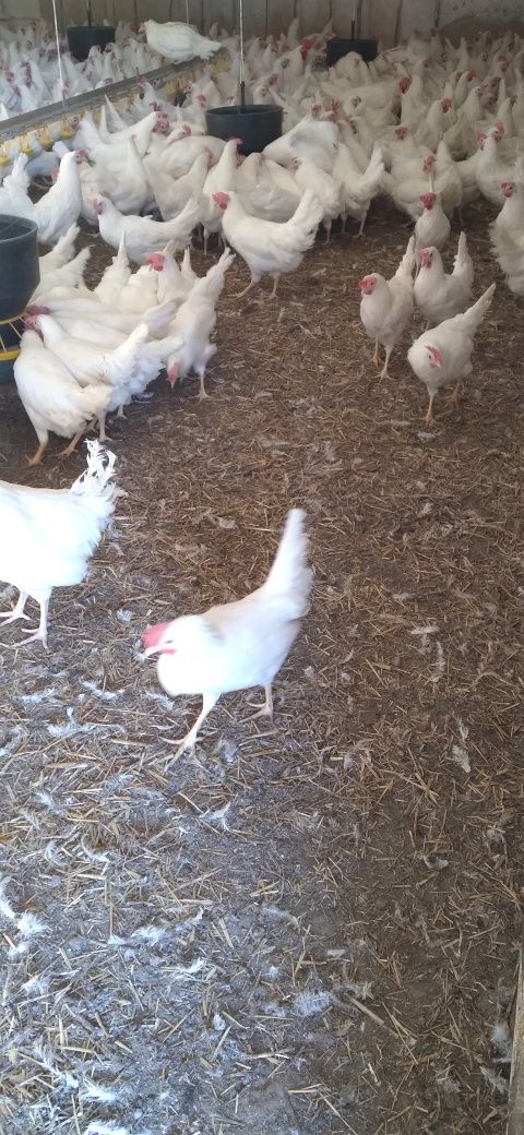 Kury Nioski Leghorn 24 tygodnie! Wysyłka!