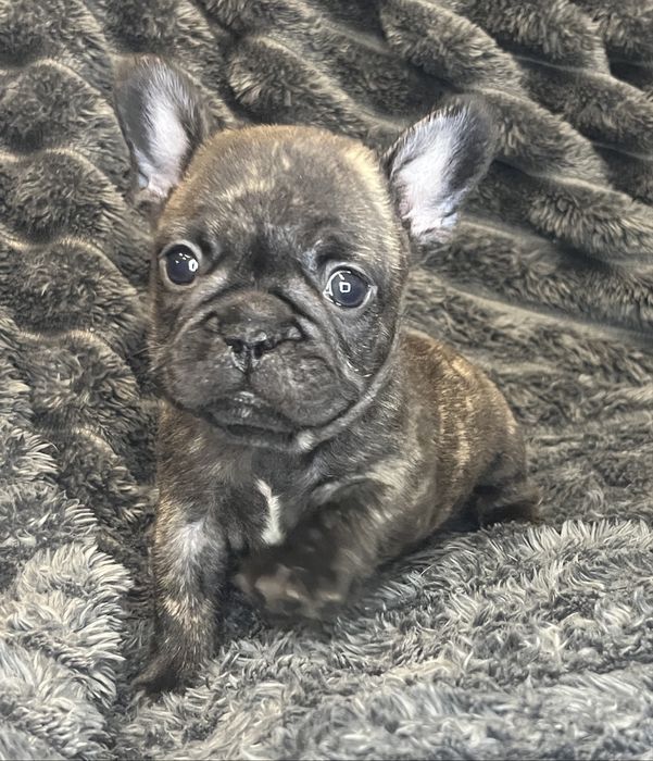Buldog Francuski - pręgowana suczka ZKwP/FCI