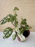Monstera Adansonii Variegata