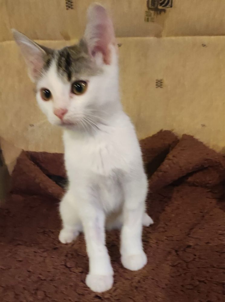 Mruczek szuka domu  kot koty kociaki do adopcji oddam za darmo