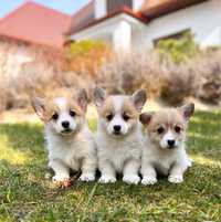 Suczka welsh corgi pembroke