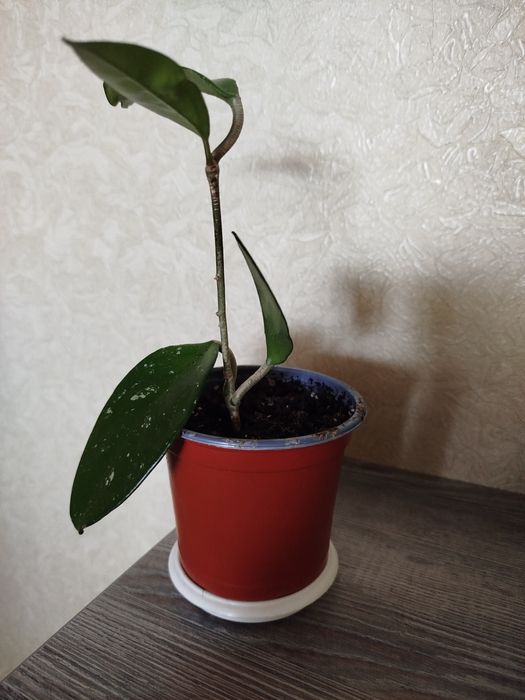 Кімнатні рослини дешево(розпродаж).