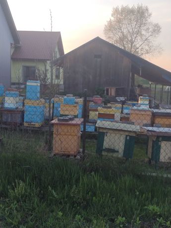 Pszczoły z ulami