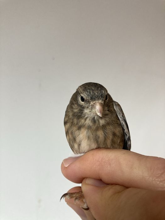 Hibrida ( femea ) pintarroxo x canaria