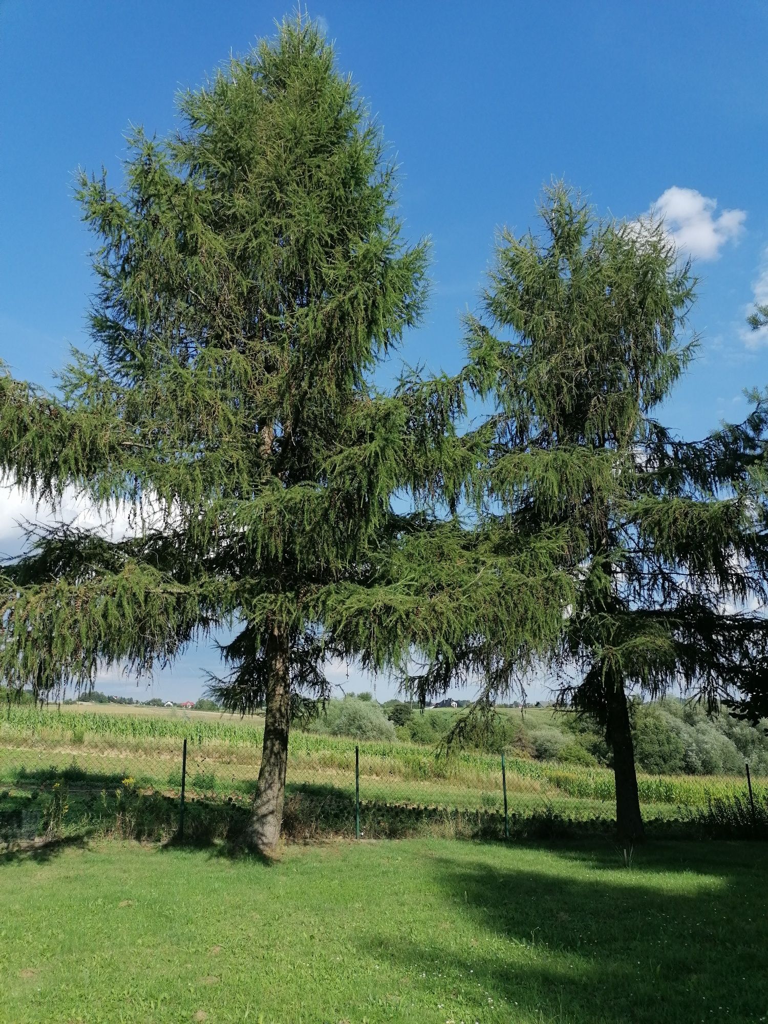 Drzewo modrzew na pniu