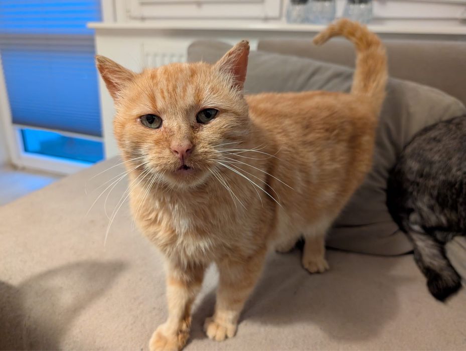 Kot Rudi nie chce wracac na dwor!