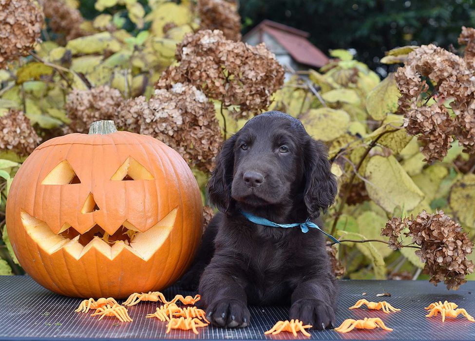Flat Coated Retriever - czekoladowy samiec gotowy do odbioru FCI/ ZKwP
