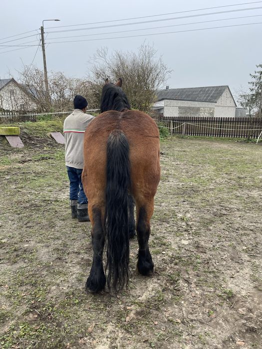 Klacz Zimnokrwista Kobyła Koń