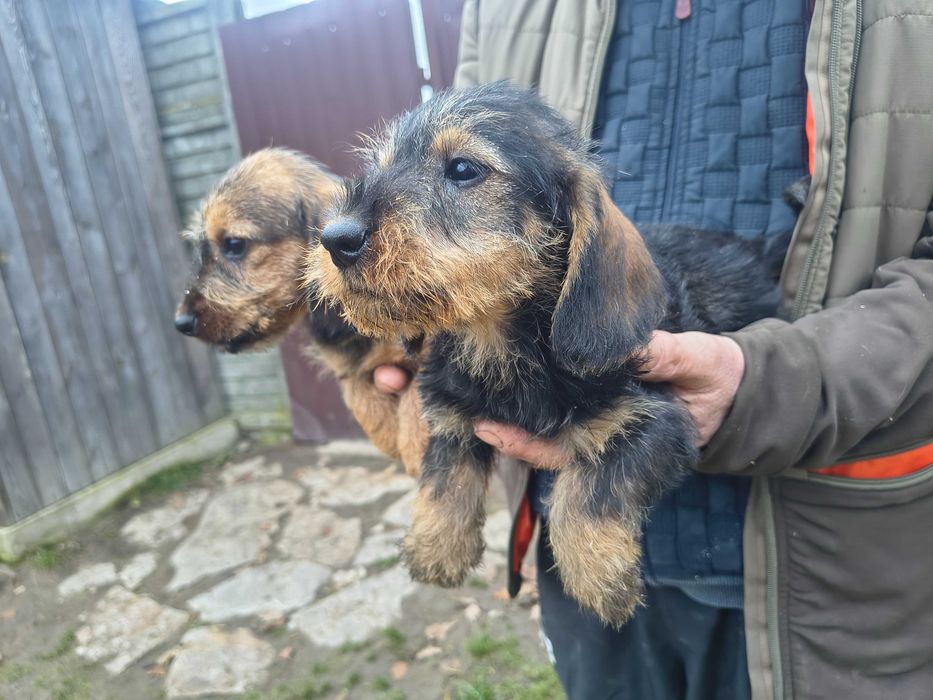 Jamnik szorstkowłosy standard suczka