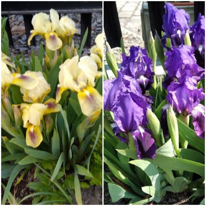 Rojnik bylina  wieloletna 4 sztuki