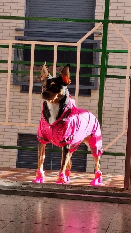 Lekka Cienka‼️ RÓŻ Odblaskowa kurtka Płaszcz przeciw deszczowy dla psa