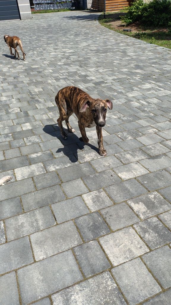 Whippet FCI piesek