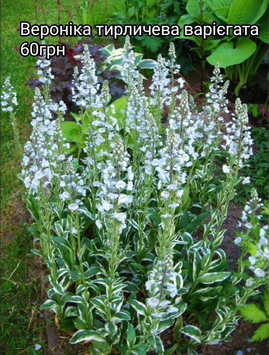 Вероника простертая многолетняя, грунтопокривна вероніка багаторічна