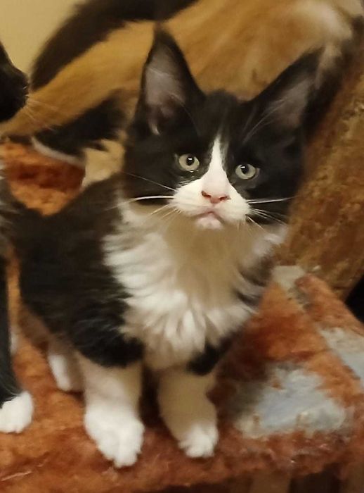Kocurek Maine Coon
