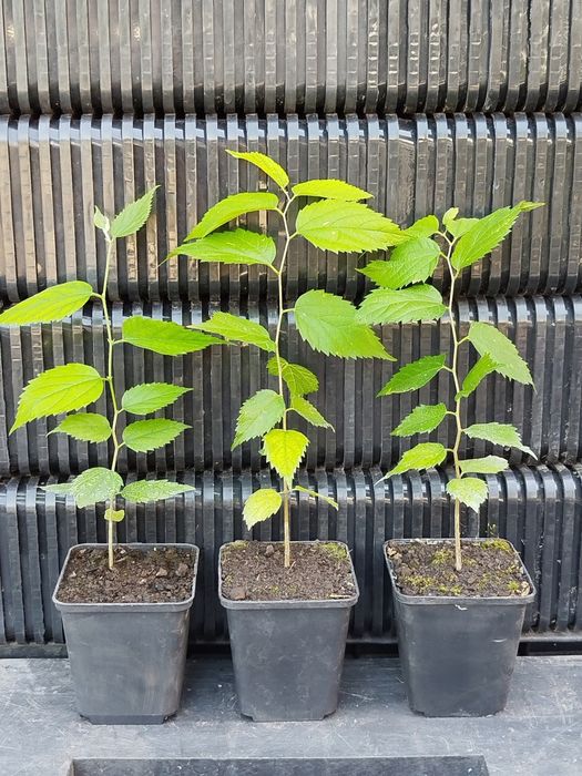 Залізне дерево.Каркас західний