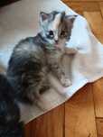 Kotki Maine Coon
