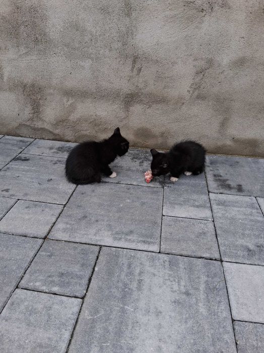 Oddam 4 młode koty w dobre ręce