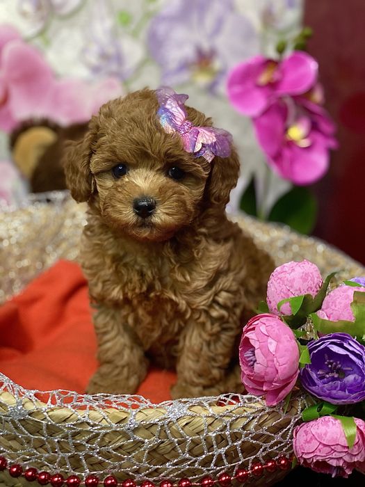 Мальтипу F2‼️Ексклюзив‼️Яскраві малюки‼️