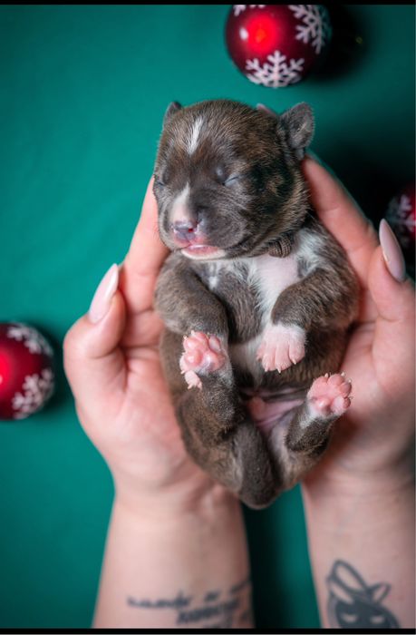 Елітний красень Амстафф Терʼєр - Чемпіонське походження !