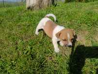 Suczka Jack Russell terrier