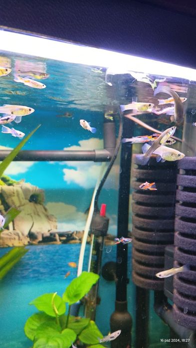 Sprzedam Gupiki Endlera