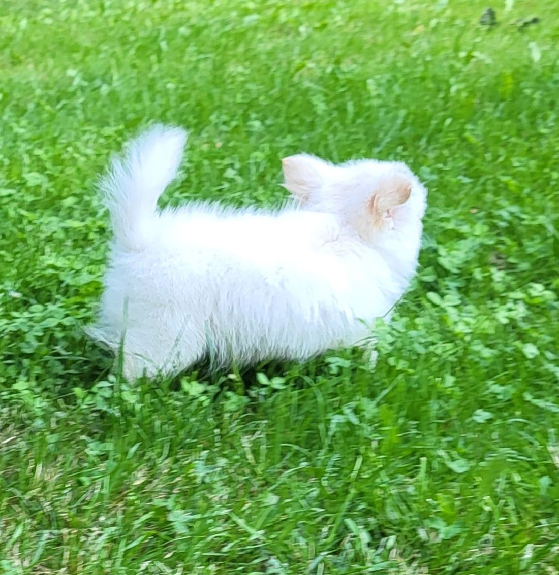 Chihuahua piesek