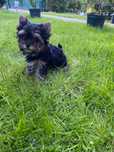 Yorkshire Terrier czarno-podpalany  suczka