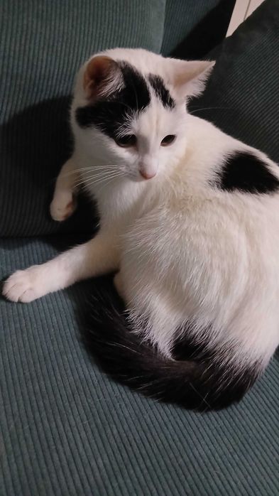 Oddam kotkę w dobre ręce, za darmo