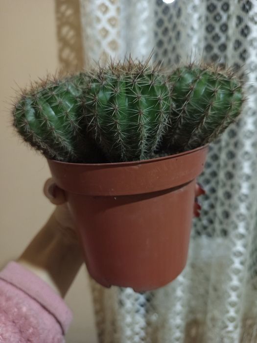 Кактус колючий !