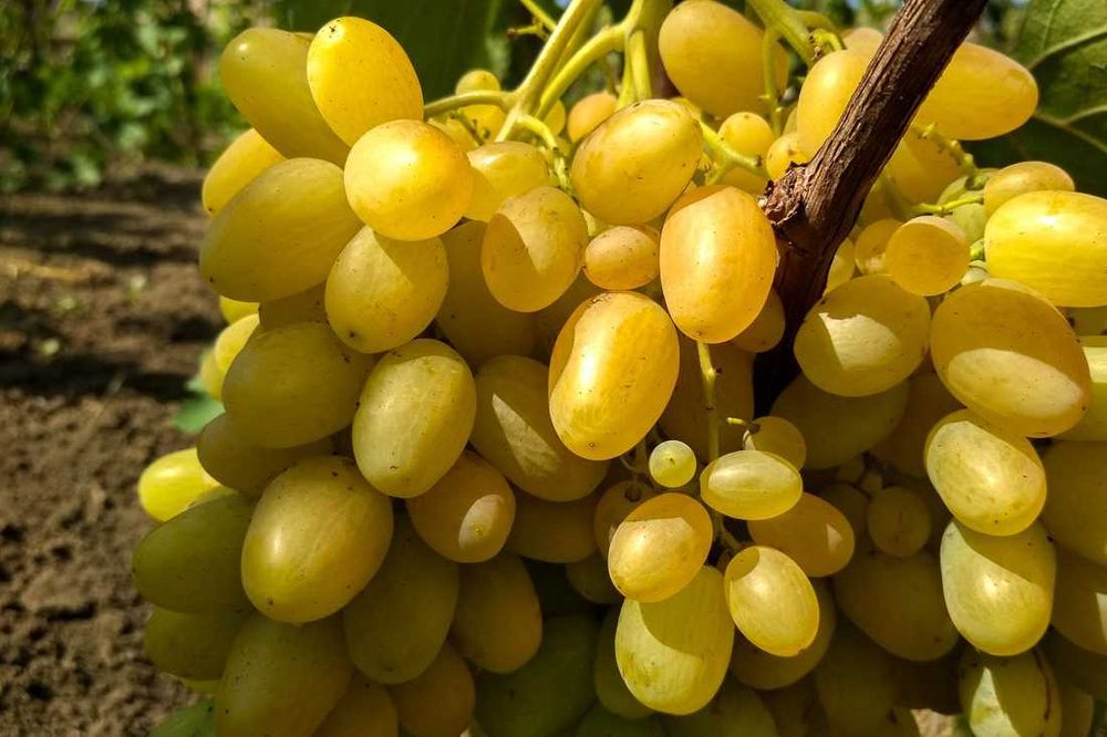 Geliodor, winogron beznasienny, sadzonki winorośli, kiszmisz