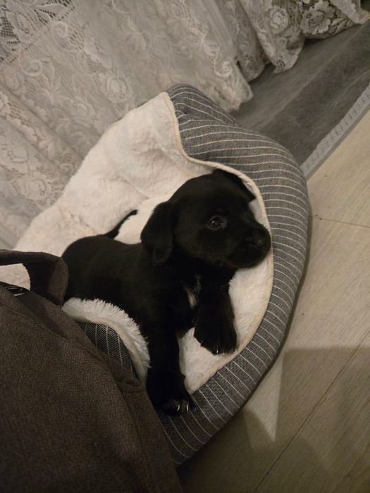 Цуценя спаніель (дівчатка)