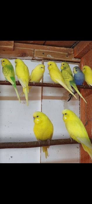 Papugi papużki faliste młode